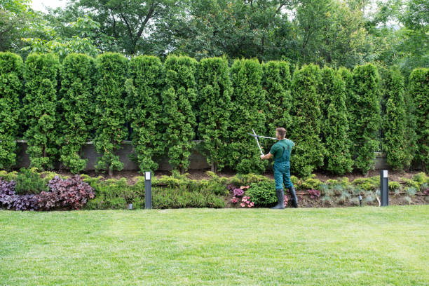 Best Tree and Shrub Care  in Lawrencevle, IL